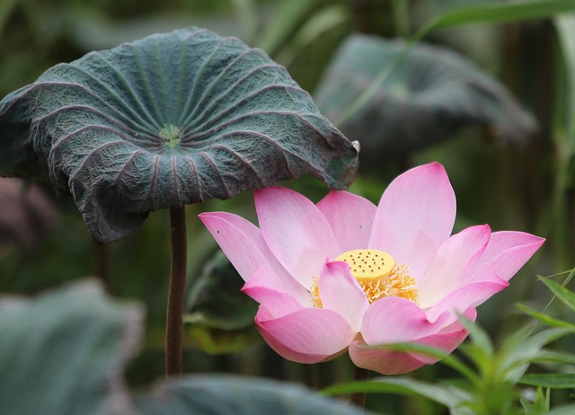 lotus