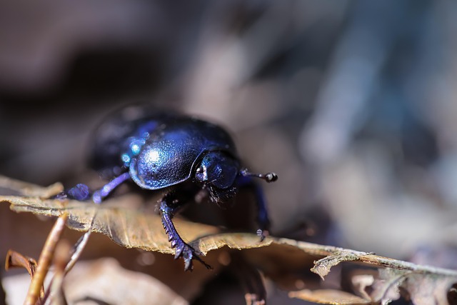 Hình ảnh minh họa ý nghĩa của từ lout