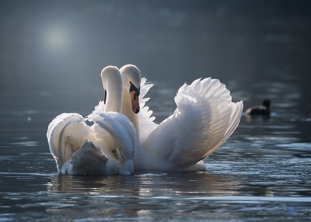 love of water