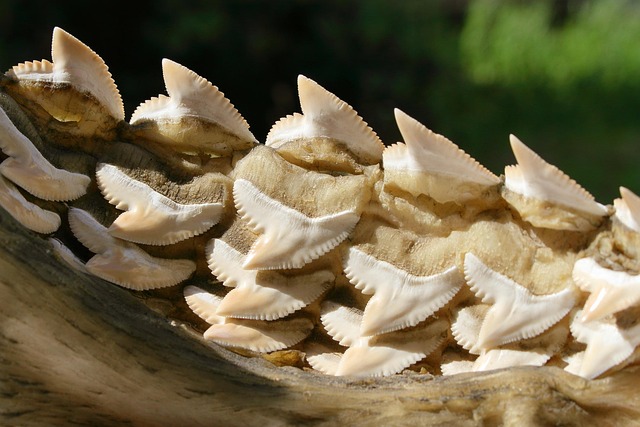 lower jaw