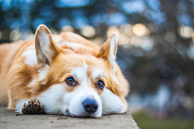 loyal friend