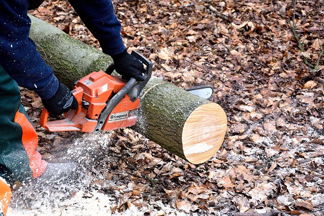 Hình ảnh minh họa ý nghĩa của từ lumberjack