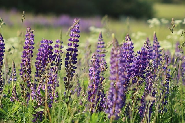 Hình ảnh minh họa ý nghĩa của từ lupine