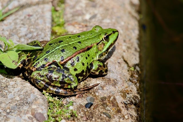 Hình ảnh minh họa ý nghĩa của từ lurch
