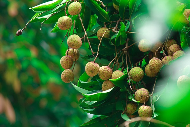 lychee