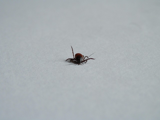 Hình ảnh minh họa ý nghĩa của từ lymph