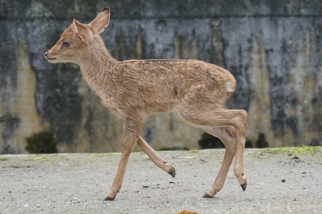 Hình ảnh minh họa ý nghĩa của từ lyre