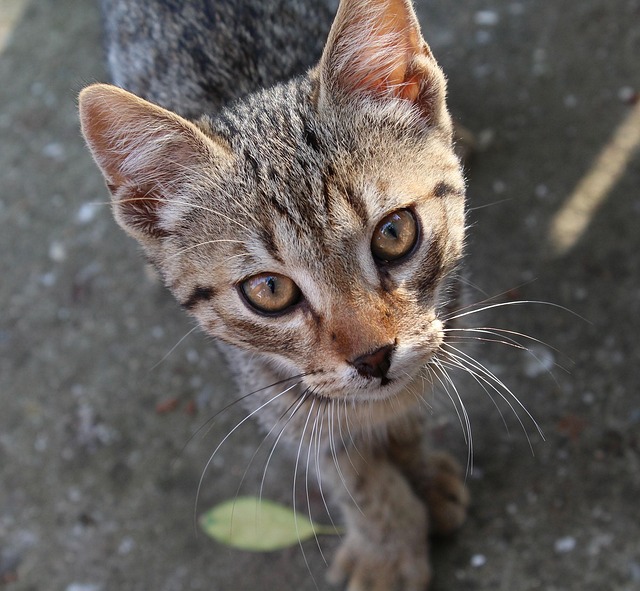 Hình ảnh minh họa ý nghĩa của từ mace