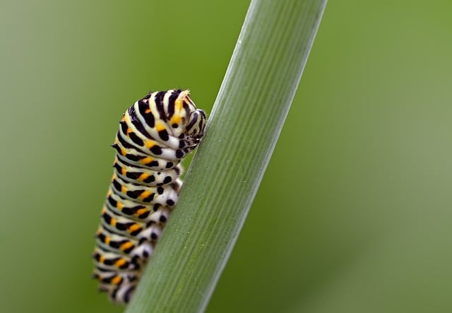 Hình ảnh minh họa ý nghĩa của từ macular