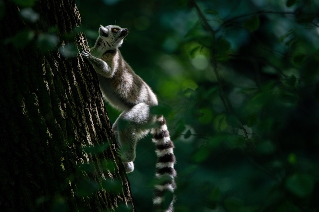 Madagascar