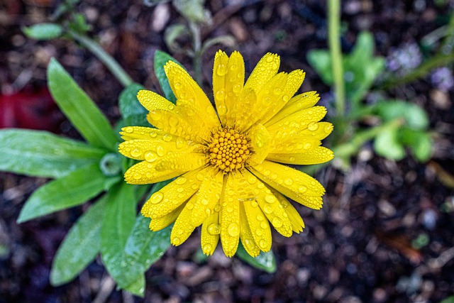 Hình ảnh minh họa ý nghĩa của từ magnesian mica