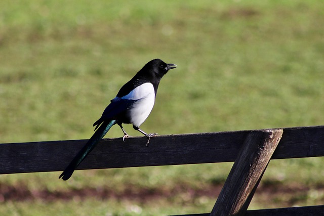 magpie