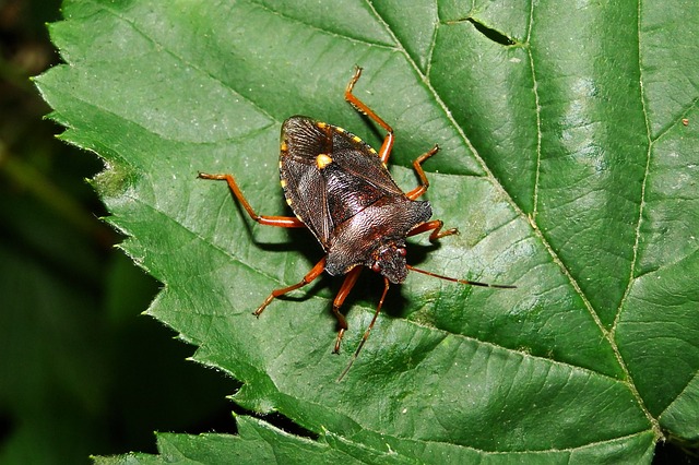 Hình ảnh minh họa ý nghĩa của từ maintain one's standing