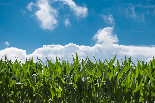 maize field
