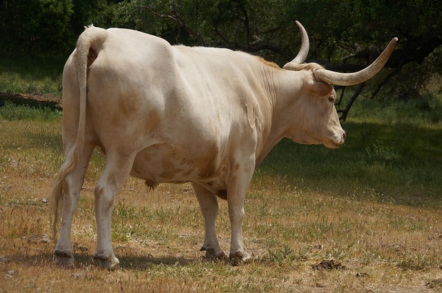 male cow