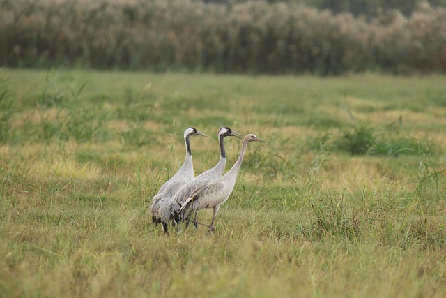Hình ảnh minh họa ý nghĩa của từ male offspring