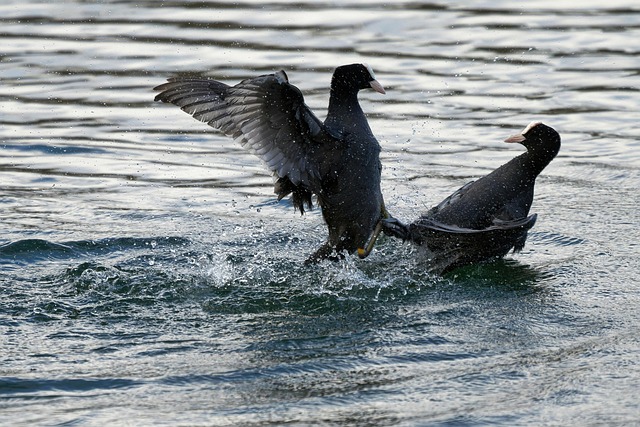 Hình ảnh minh họa ý nghĩa của từ male supremacy