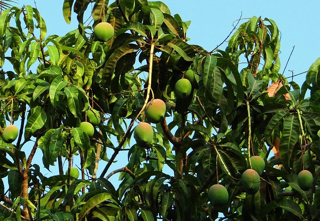 mangifera indica