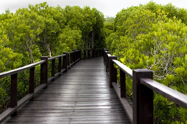 Hình ảnh minh họa ý nghĩa của từ mangrove forest