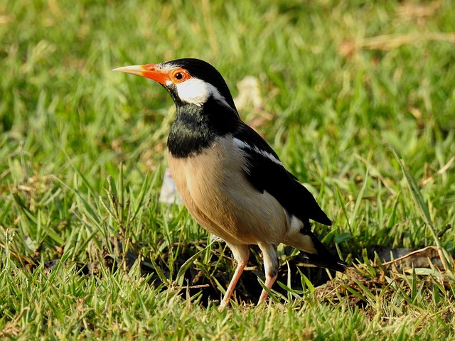 Hình ảnh minh họa ý nghĩa của từ mania