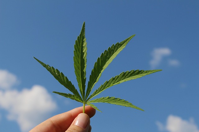 manila hemp