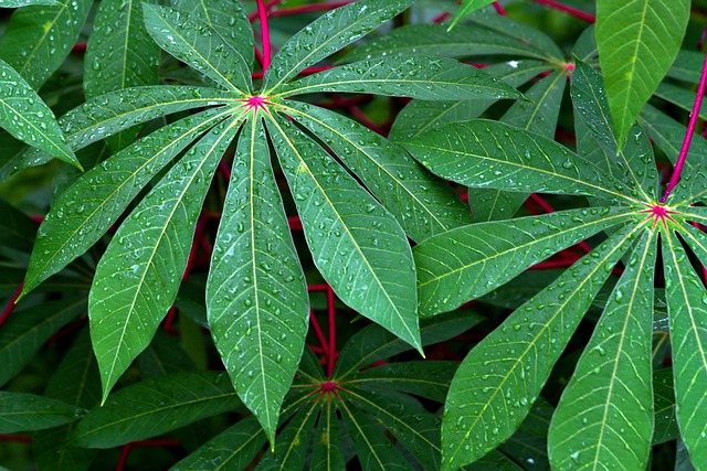 Hình ảnh minh họa ý nghĩa của từ manioc