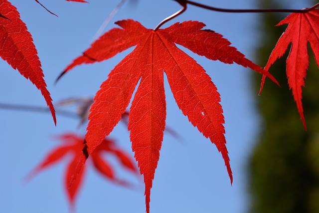 maple leaf