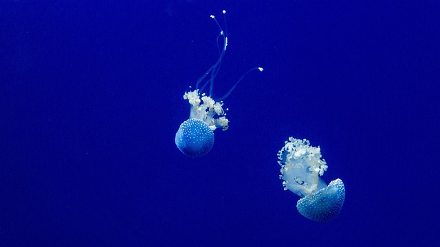 marine animal