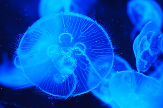 marine gelatin