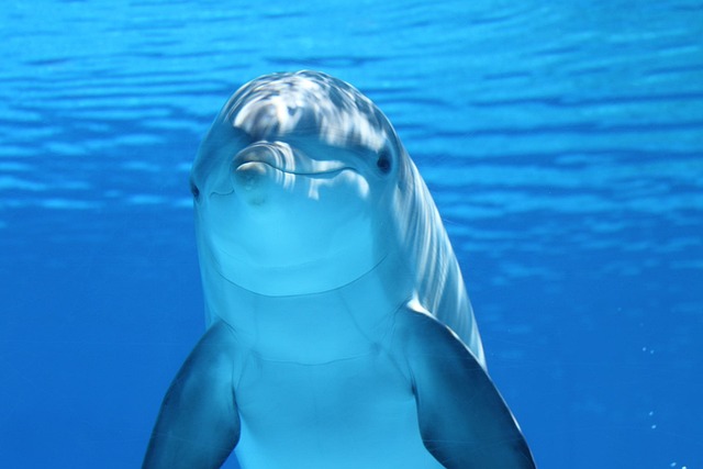 Hình ảnh minh họa ý nghĩa của từ marine mammal