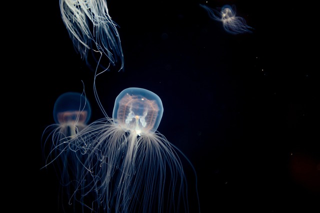 marine organisms