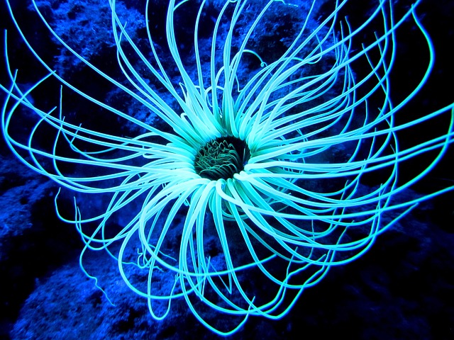 marine reserve