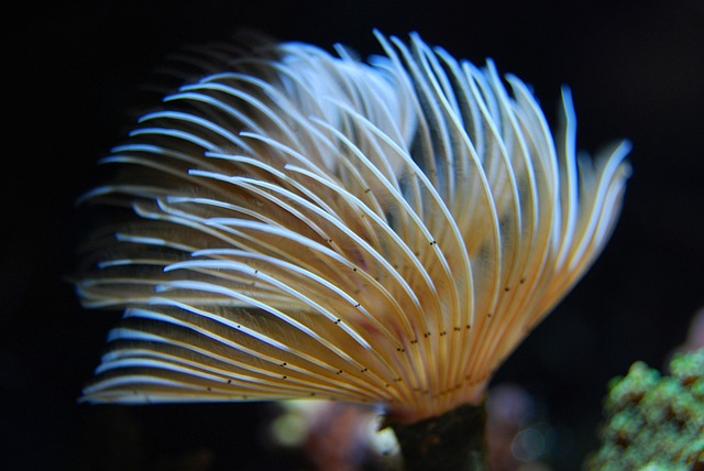 marine worm