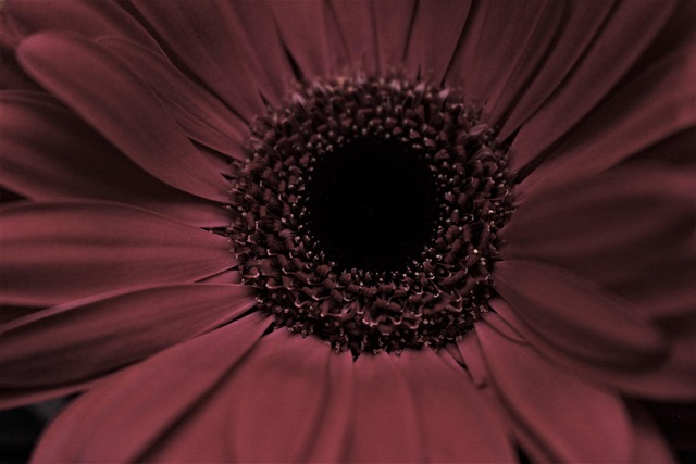 Hình ảnh minh họa ý nghĩa của từ maroon