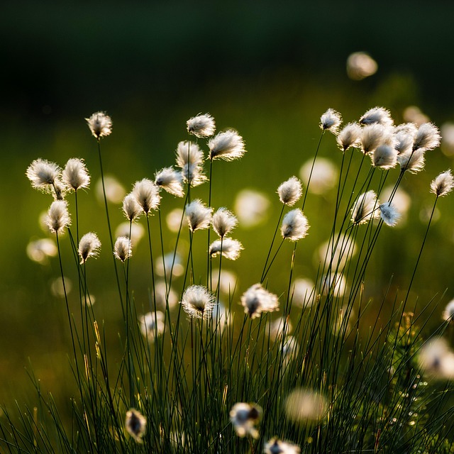 marsh plant