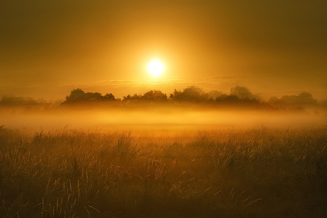 marshland