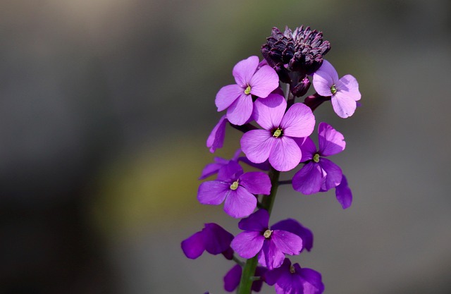 Hình ảnh minh họa ý nghĩa của từ matron