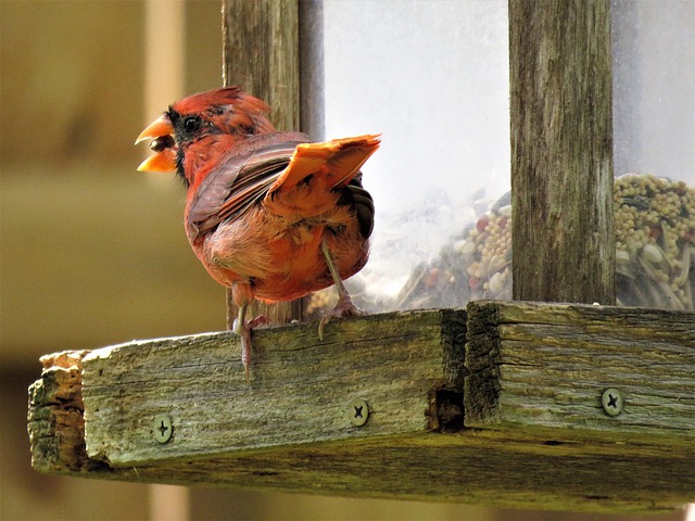 mature bird