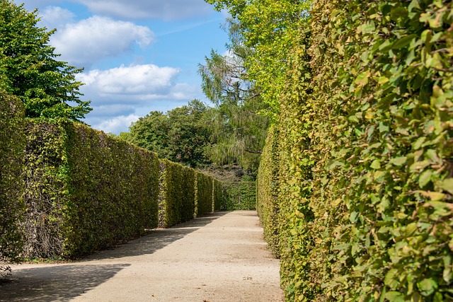 maze