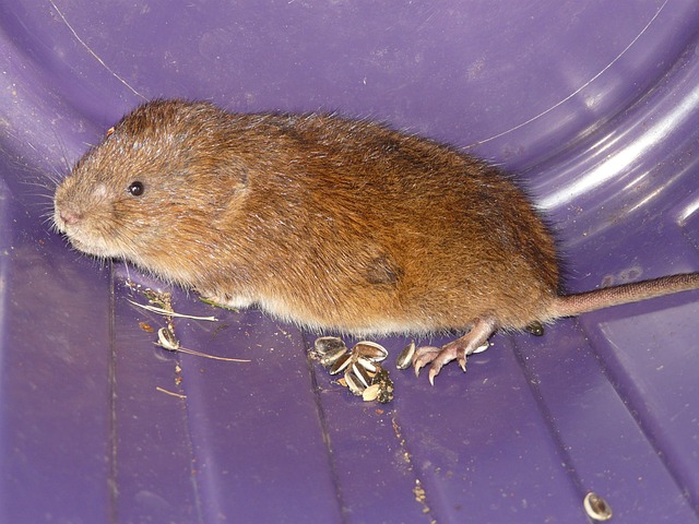 meadow vole