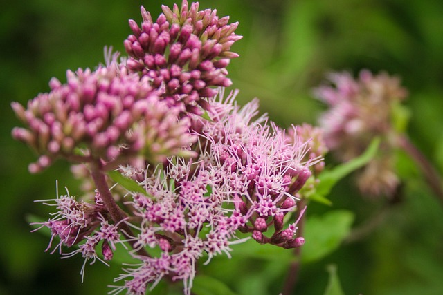 Hình ảnh minh họa ý nghĩa của từ meaner