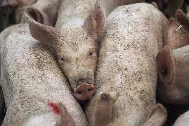 meat industry