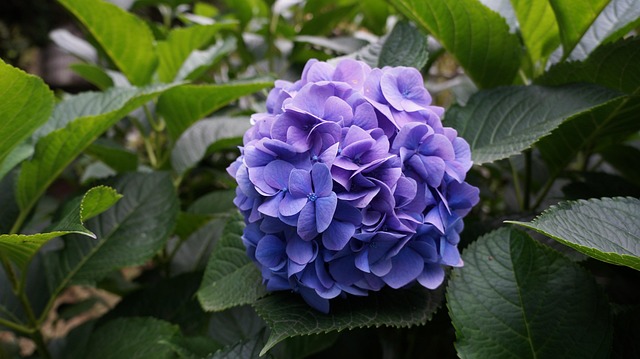 Hình ảnh minh họa ý nghĩa của từ median