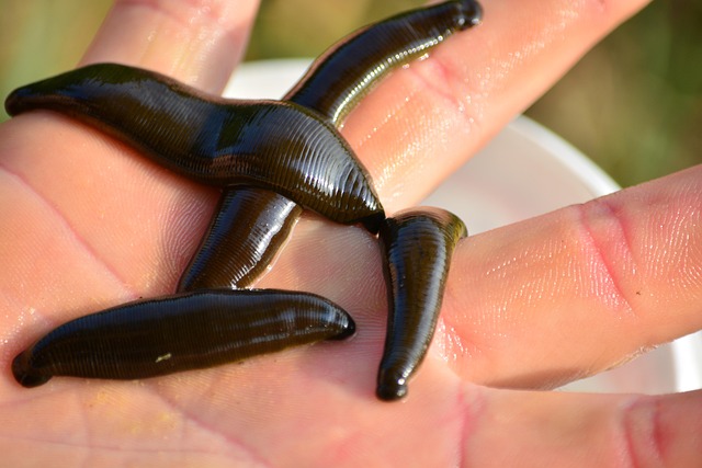 medicinal leech