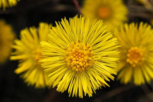 Hình ảnh minh họa ý nghĩa của từ medicinal plants