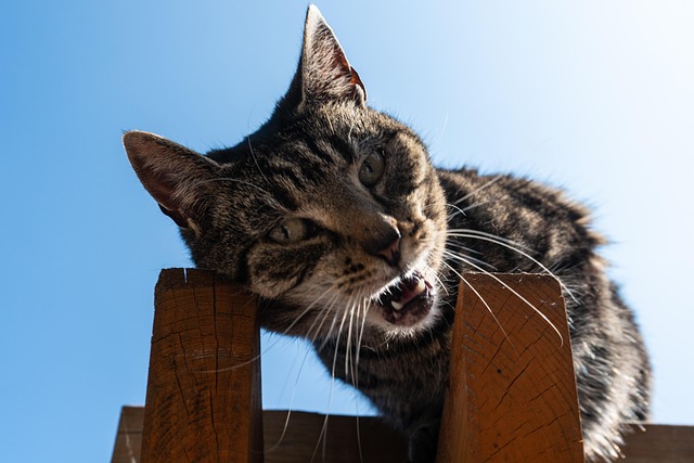 meowing