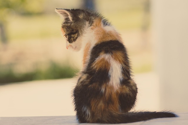 Hình ảnh minh họa ý nghĩa của từ merged