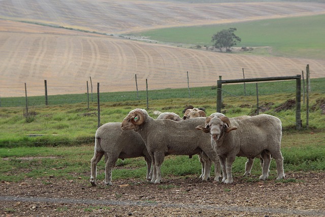 merino