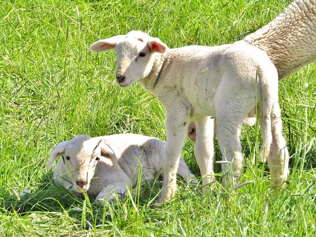 merino wool