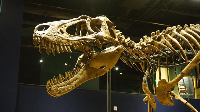 Hình ảnh minh họa ý nghĩa của từ mesozoic